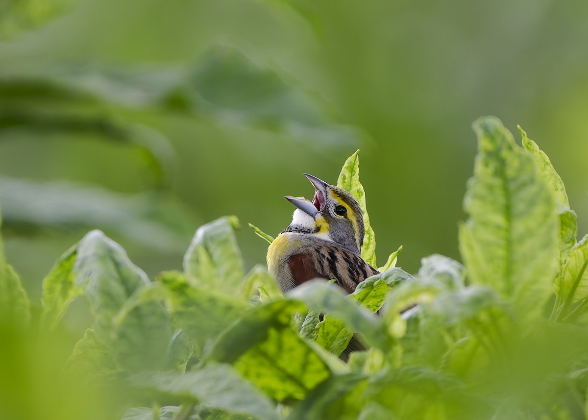 Dickcissel - ML650123067
