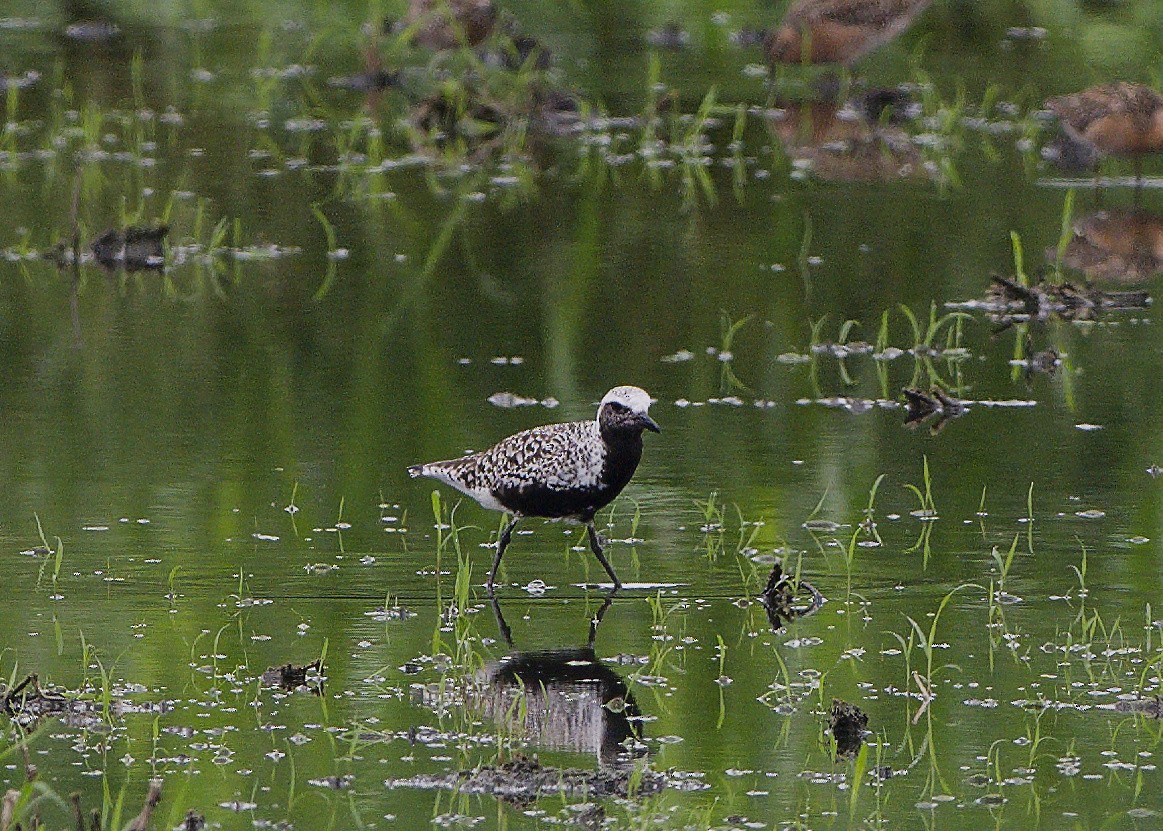 Black-bellied Plover - ML650123091