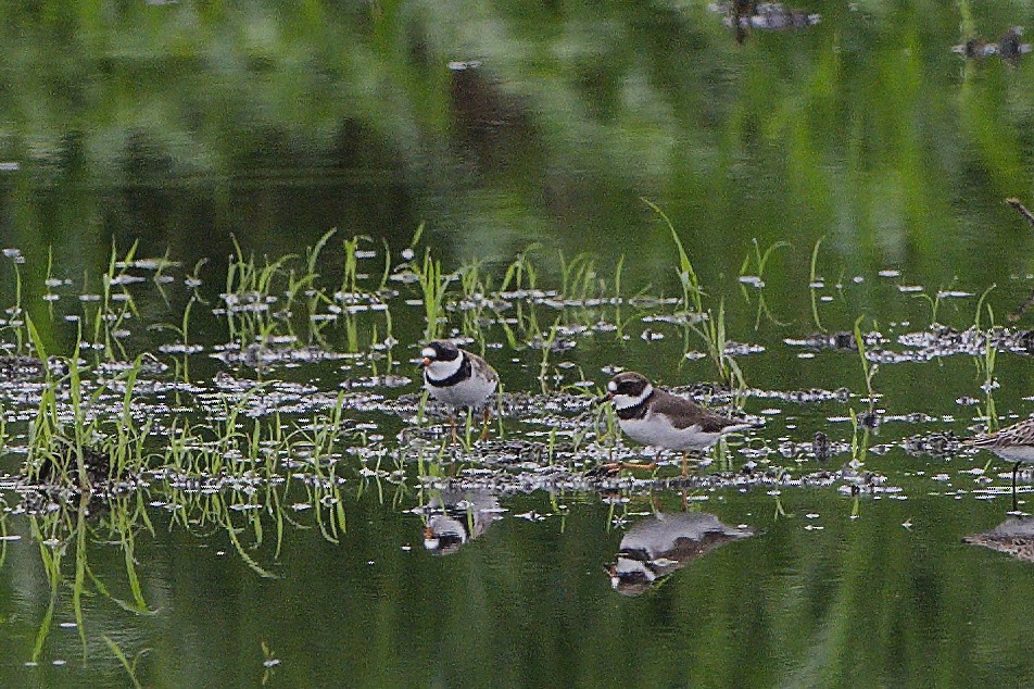 Semipalmated Plover - ML650123119