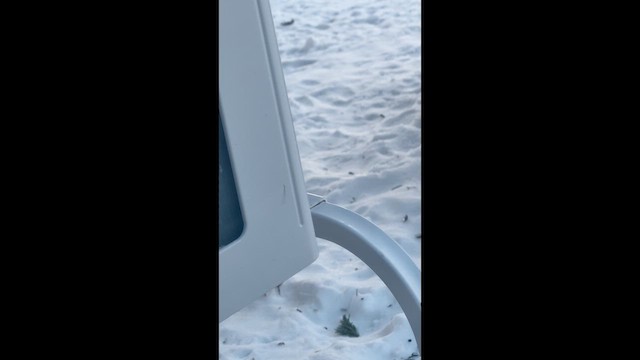 Eastern Towhee - ML650123121