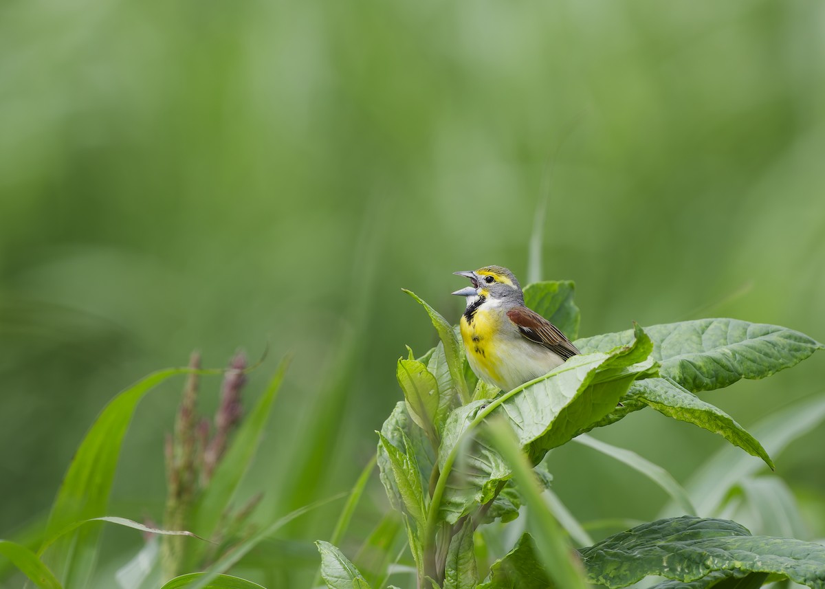 Dickcissel - ML650123163