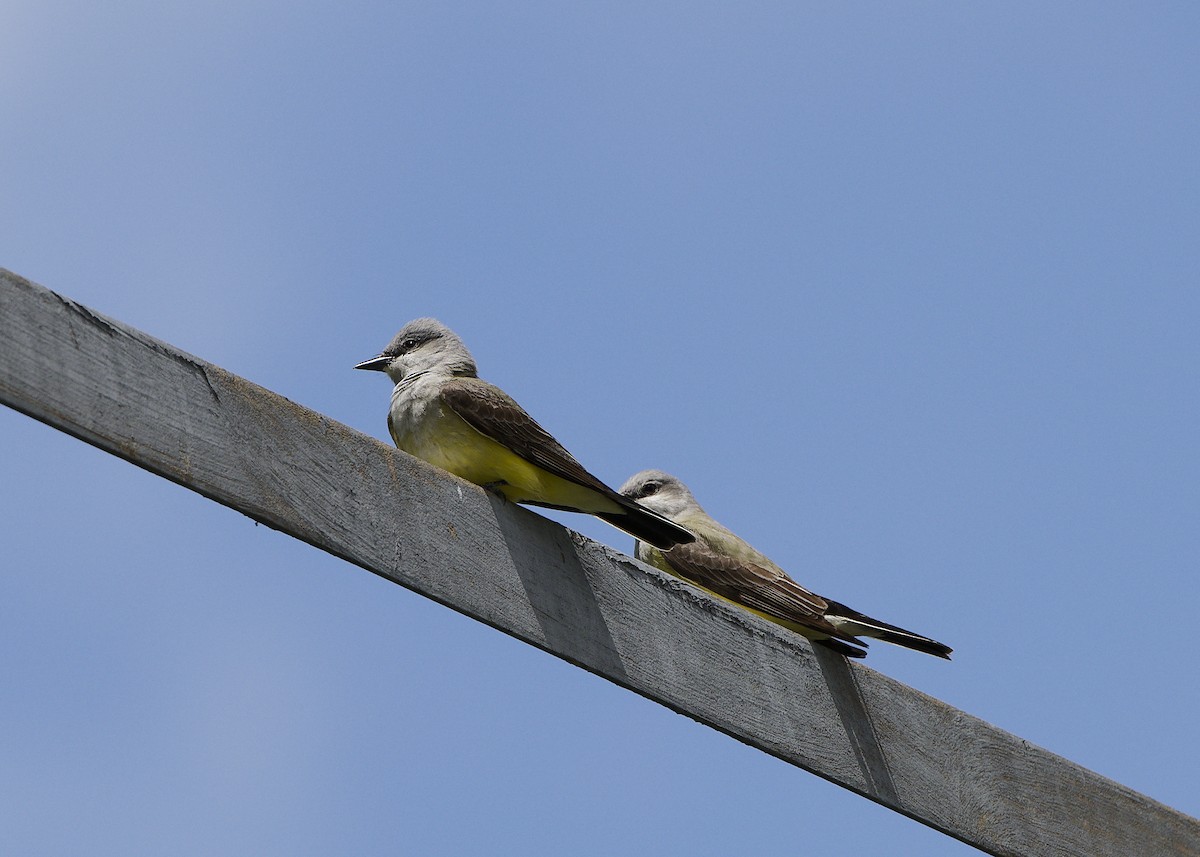 Western Kingbird - ML650123205