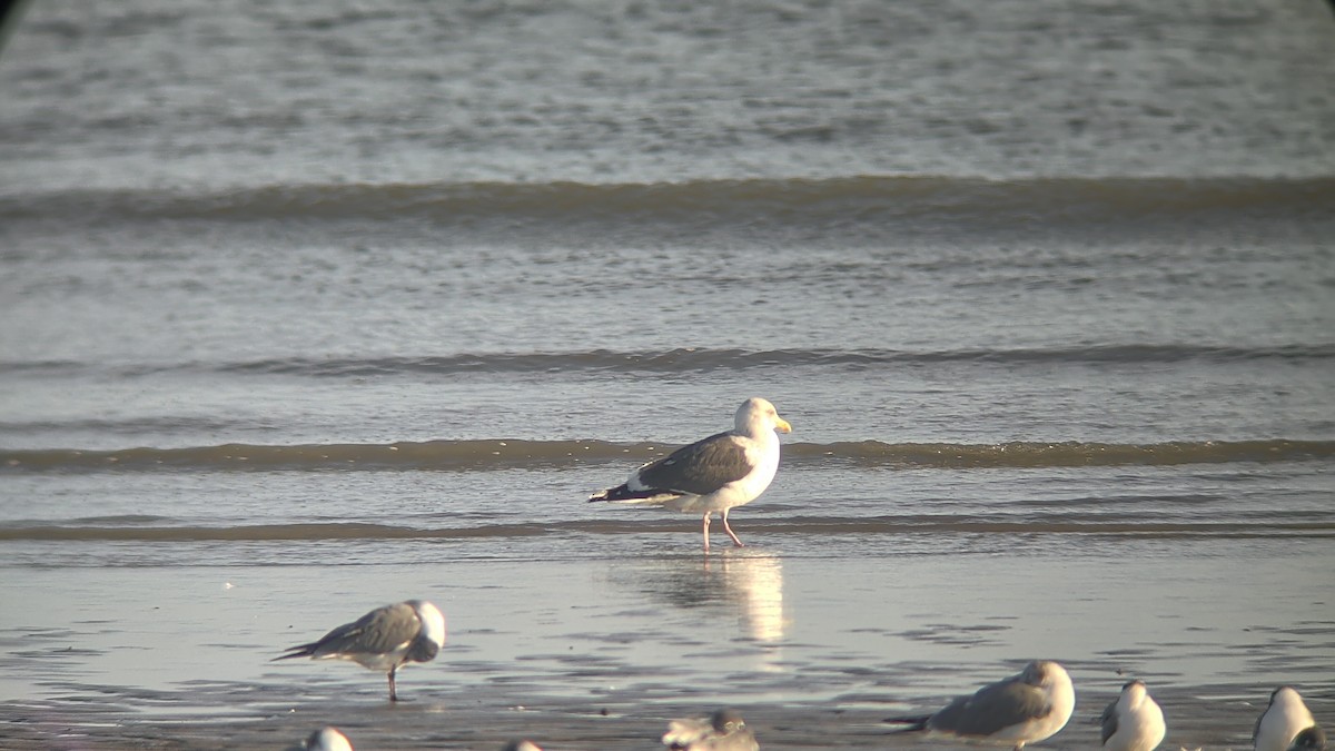 Slaty-backed Gull - ML650123435