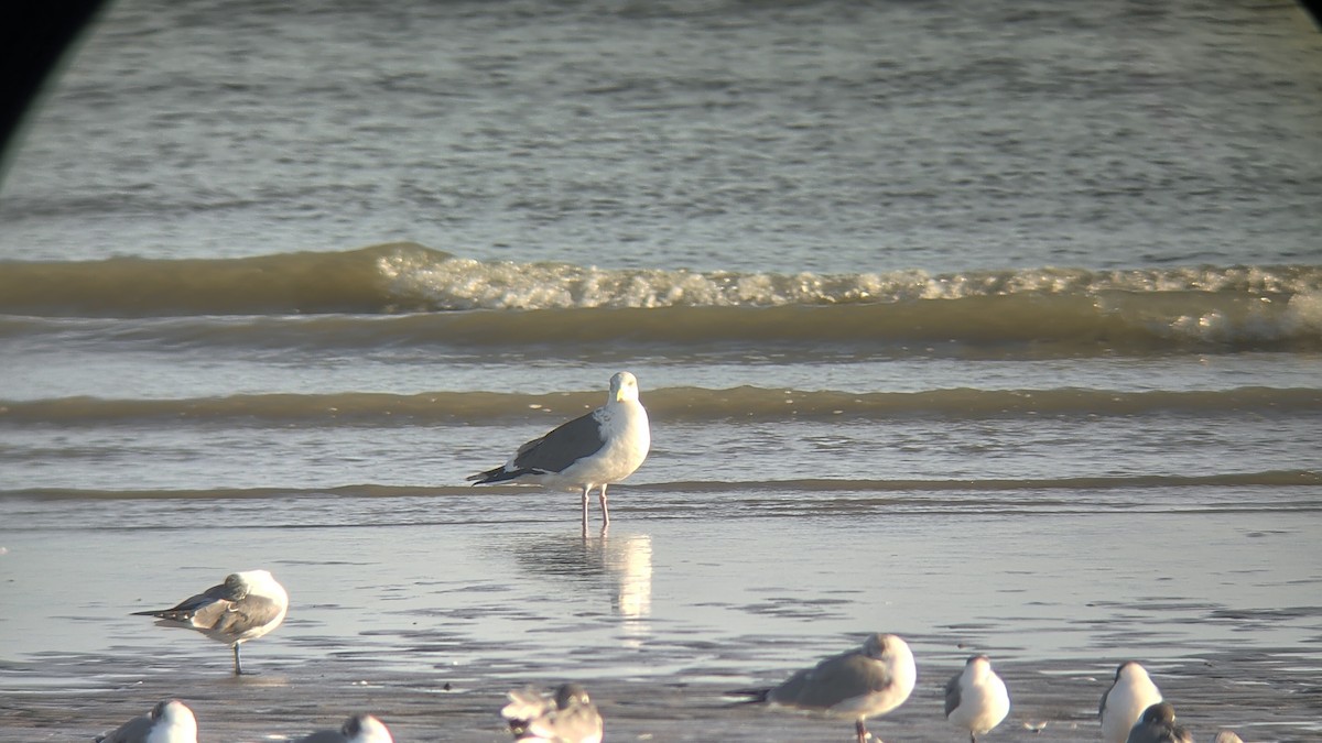Slaty-backed Gull - ML650123436