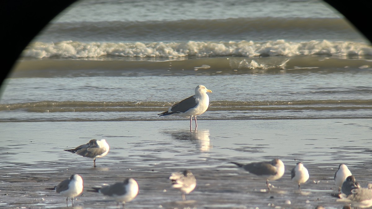 Slaty-backed Gull - ML650123437