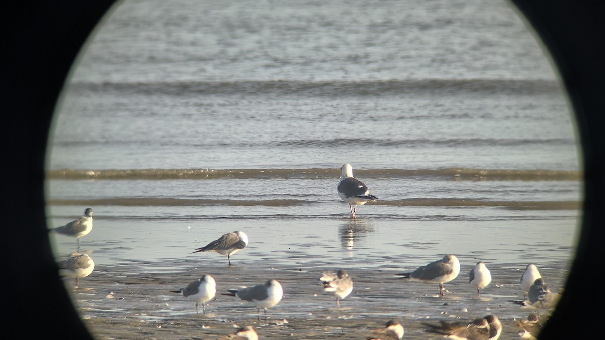 Slaty-backed Gull - ML650123438