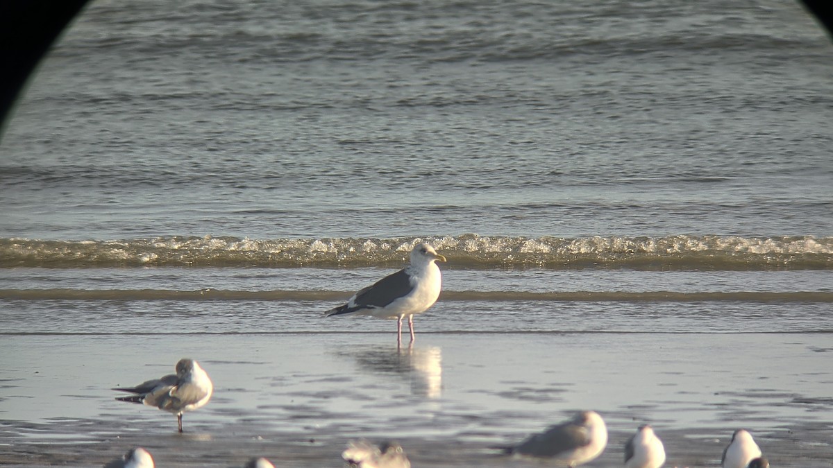 Slaty-backed Gull - ML650123439