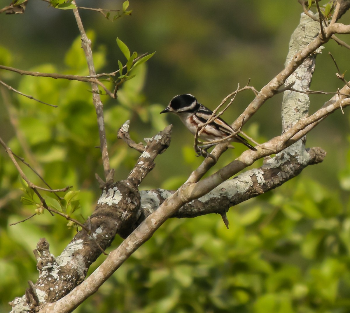 Brubru - ML650123658