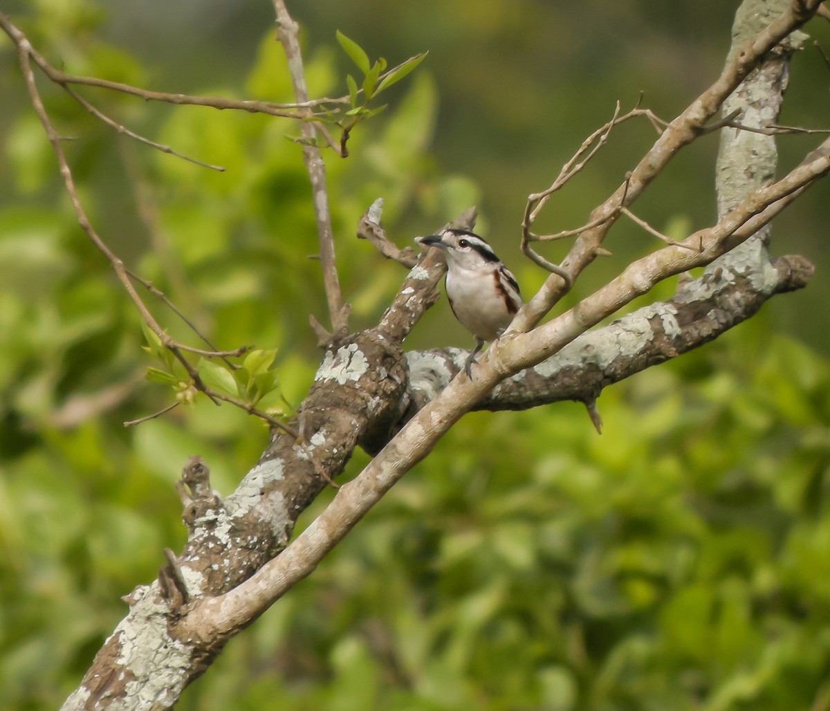 Brubru - ML650123659