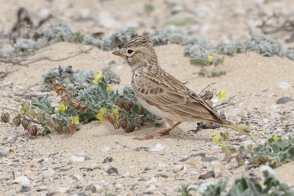 Stummellerche - ML650123713