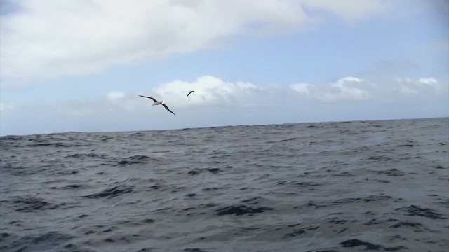 Albatros Picofino Atlántico - ML650123899