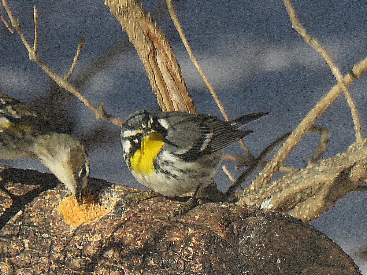 Yellow-throated Warbler - ML650124418