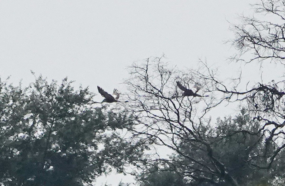 Журавель білошиїй - ML650124481