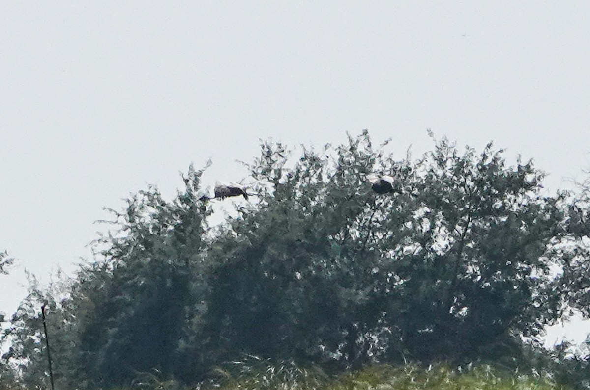 Журавель білошиїй - ML650124488