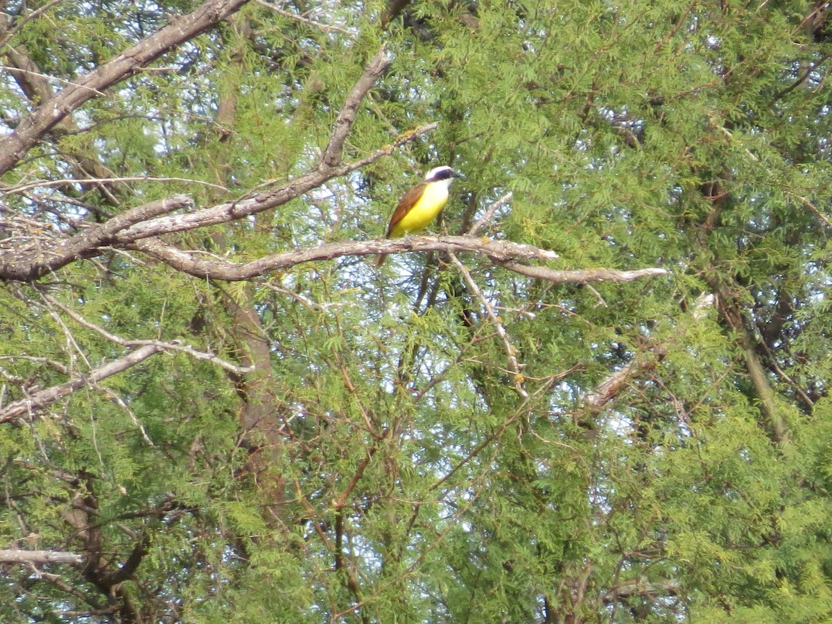 Great Kiskadee - ML650124500