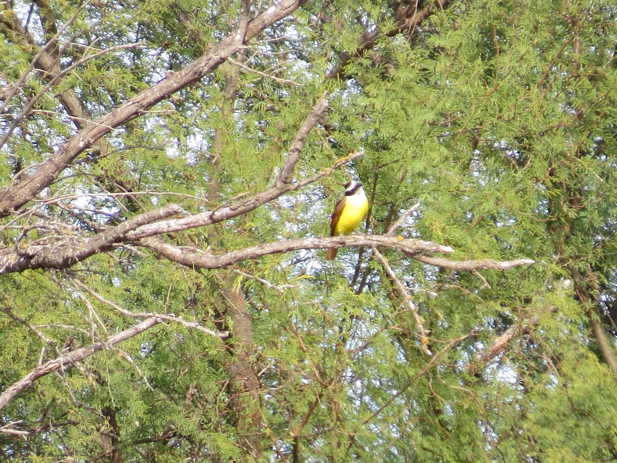 Great Kiskadee - ML650124501