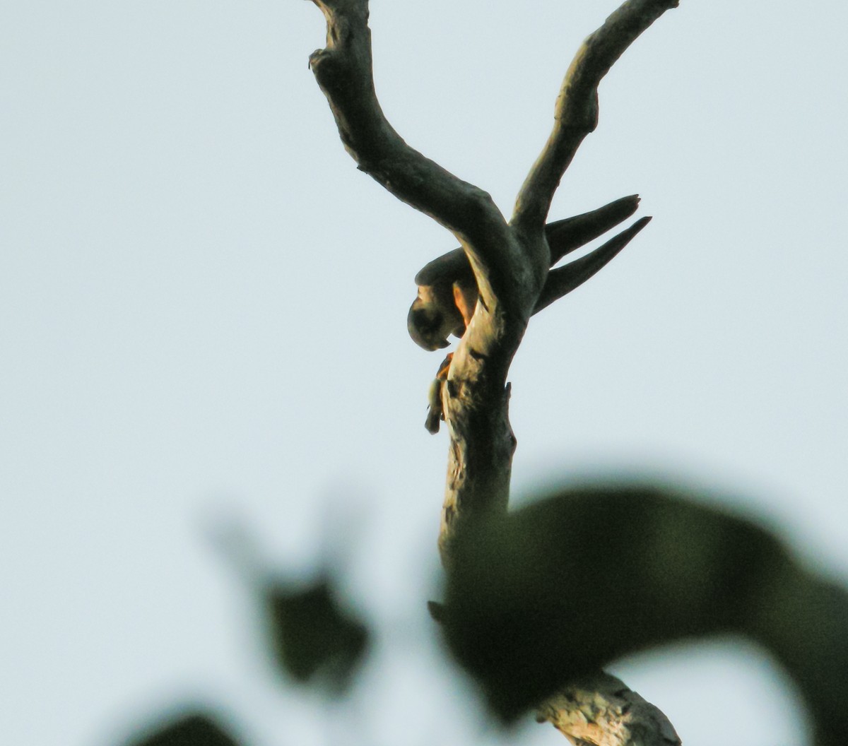 African Hobby - ML650124563