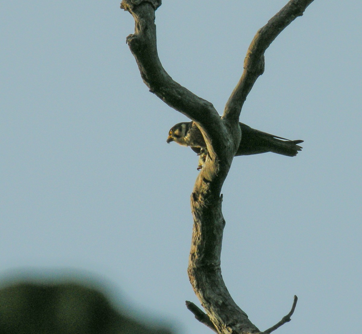 African Hobby - ML650124564