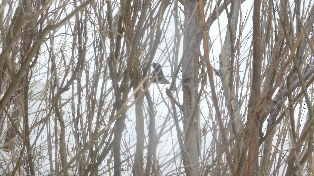 Buntfasan - ML650124617