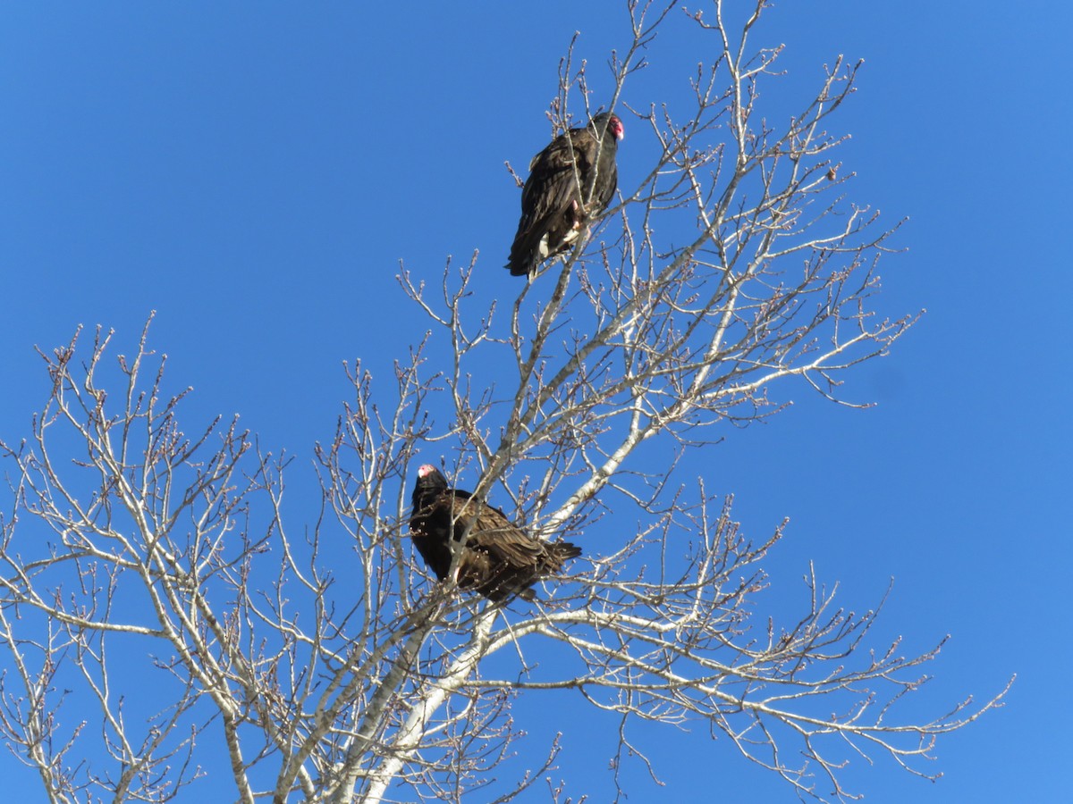 Turkey Vulture - ML650124686