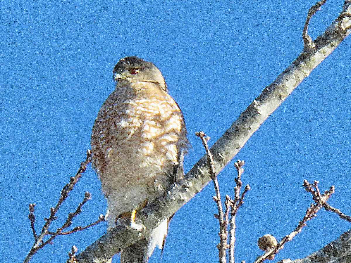 Sharp-shinned Hawk - ML650124690