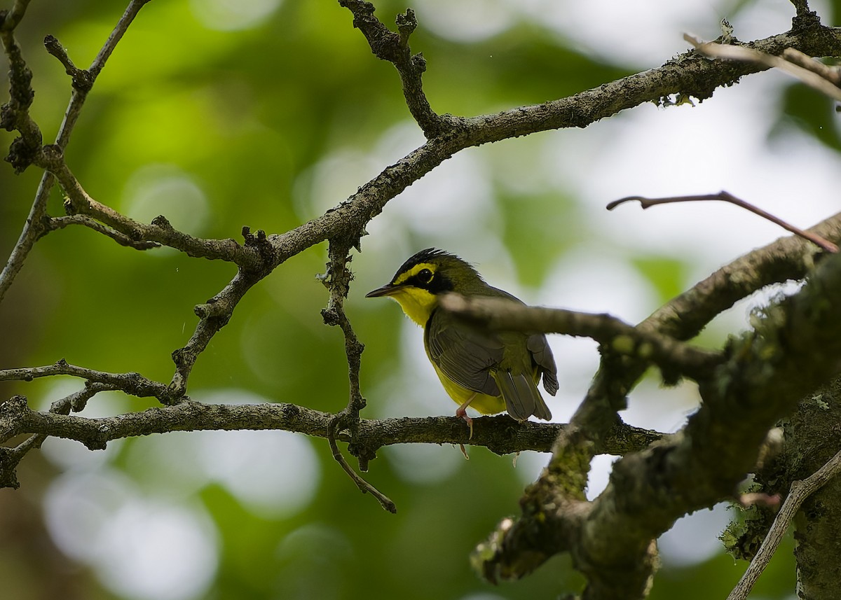 Reinita de Kentucky - ML650124888