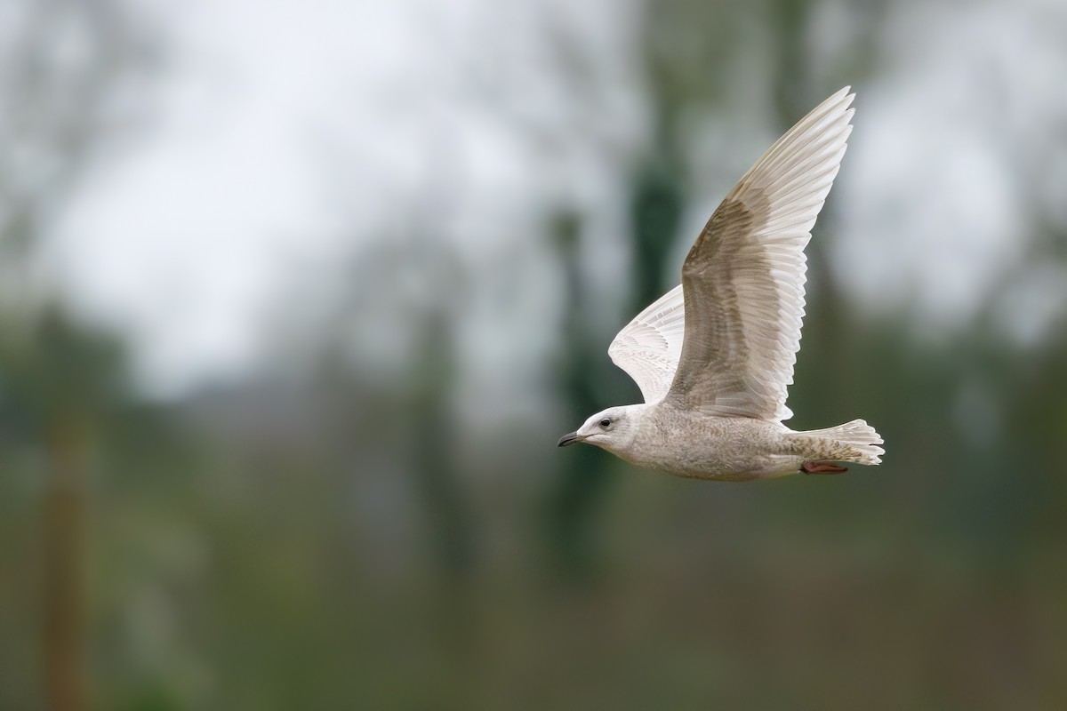 Iceland Gull (kumlieni) - ML650125180