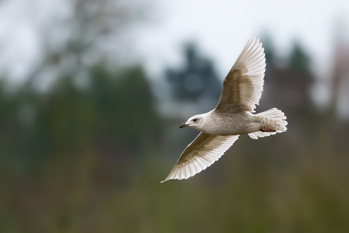 Iceland Gull (kumlieni) - ML650125181