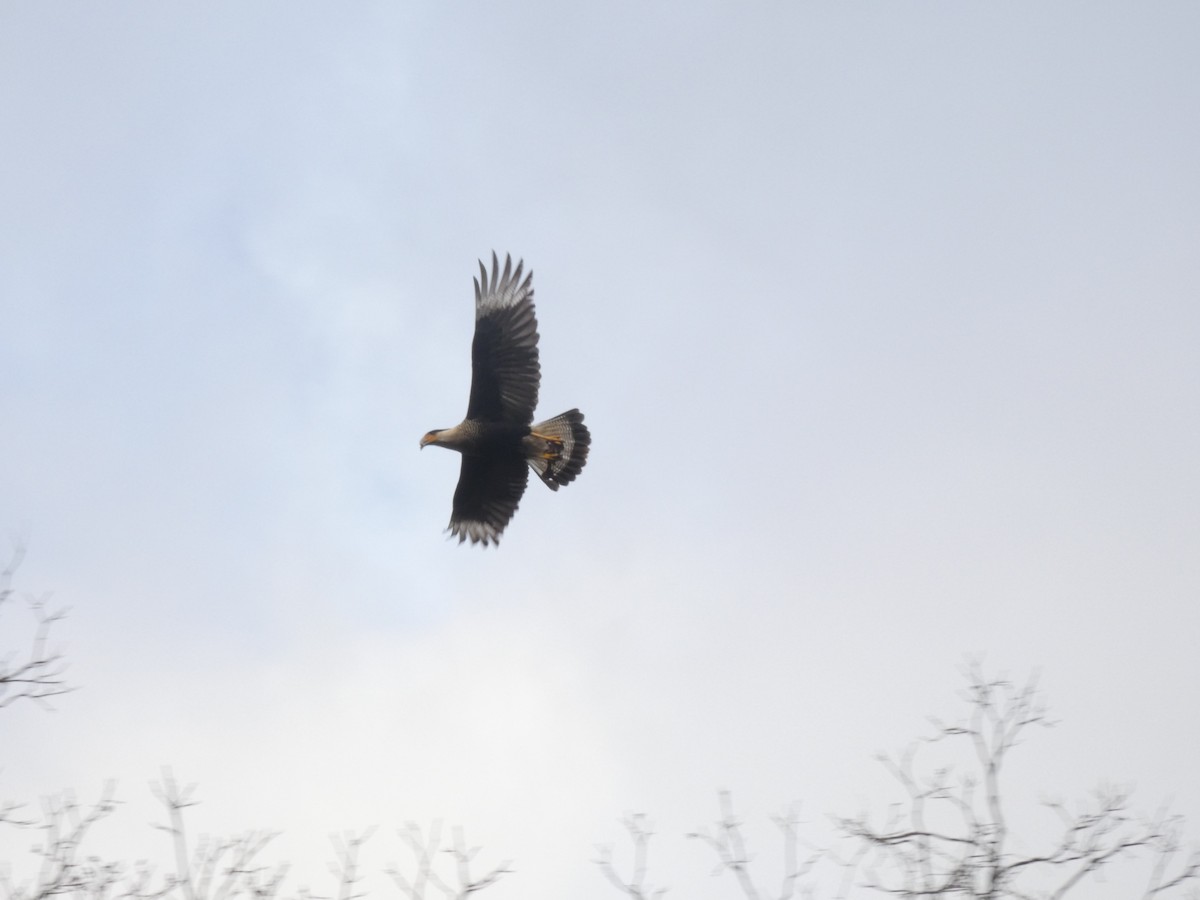 Равнинная каракара - ML650125348