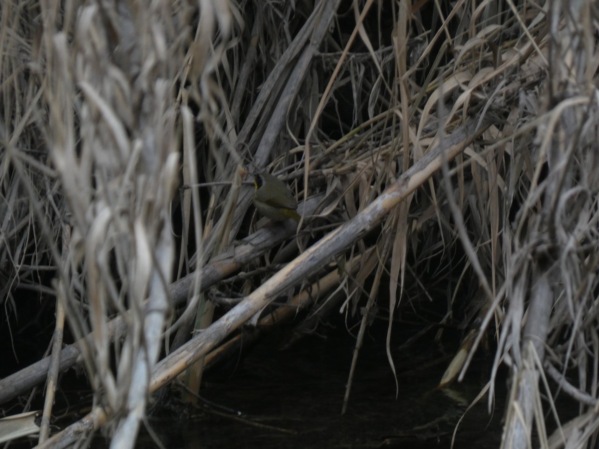 Северная желтогрудка - ML650125357