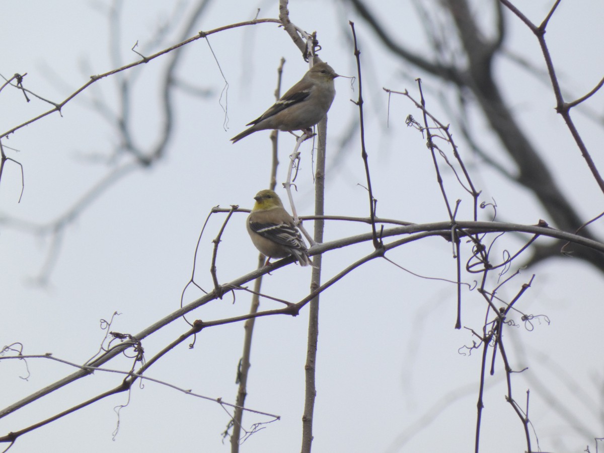 Американский чиж - ML650125372