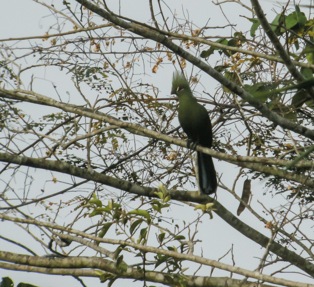 Guinea Turaco - ML650125427