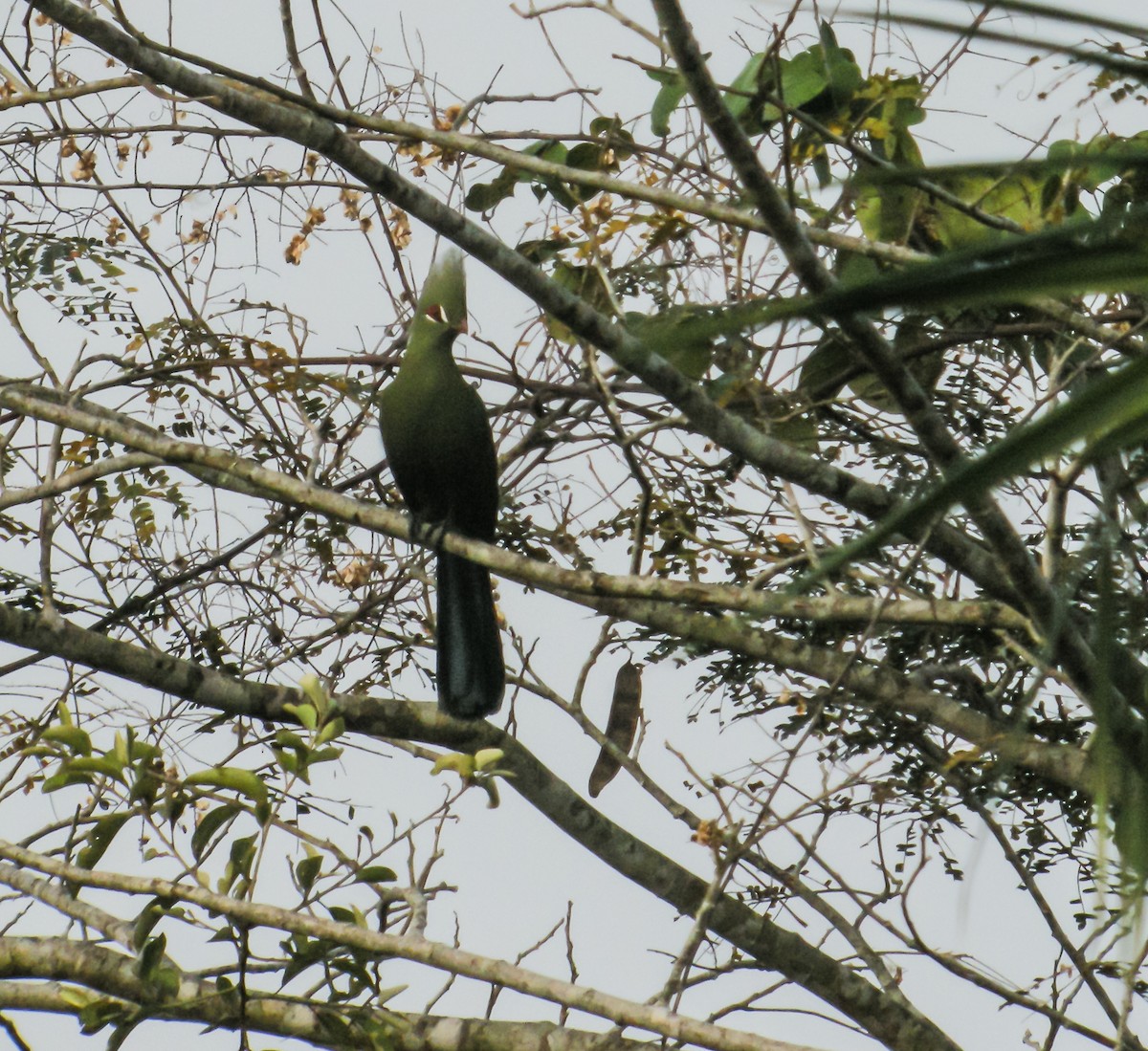 Guinea Turaco - ML650125429