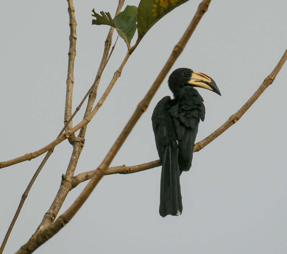 West African Pied Hornbill - ML650125447