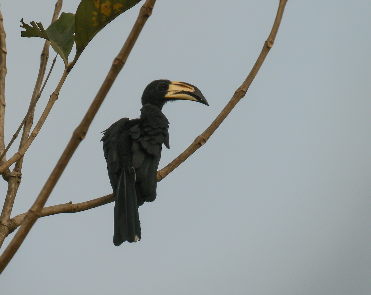 West African Pied Hornbill - ML650125448
