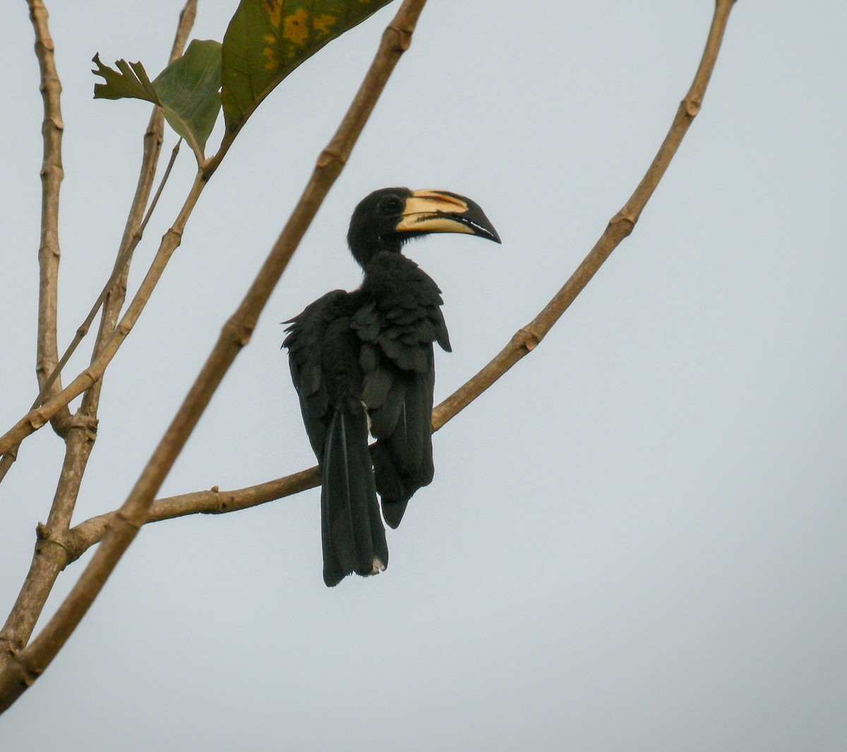 West African Pied Hornbill - ML650125449