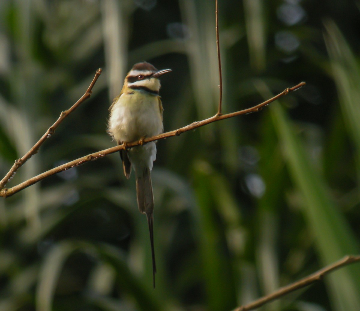 White-throated Bee-eater - ML650125465