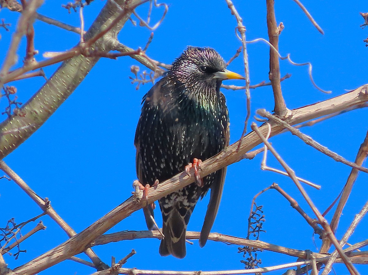 ホシムクドリ - ML650125482