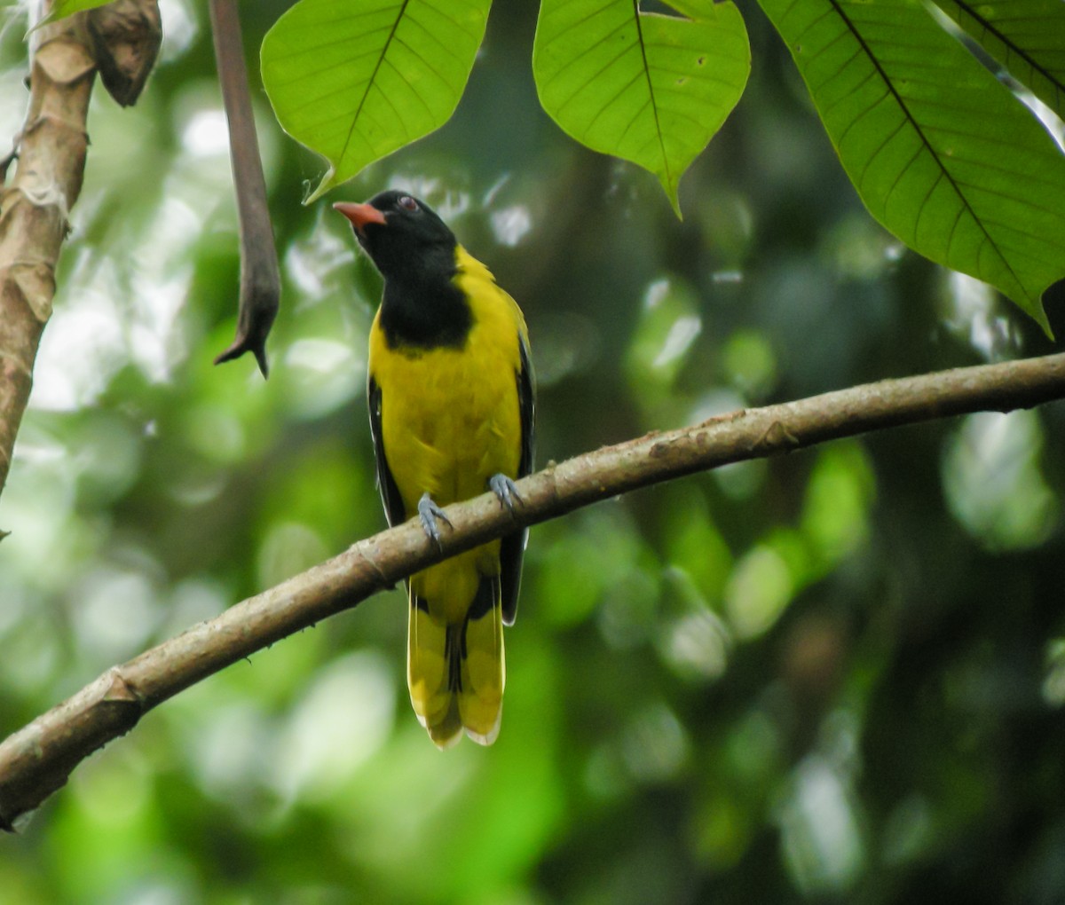 Western Black-headed Oriole - ML650125487