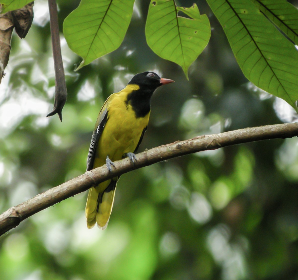 Western Black-headed Oriole - ML650125488