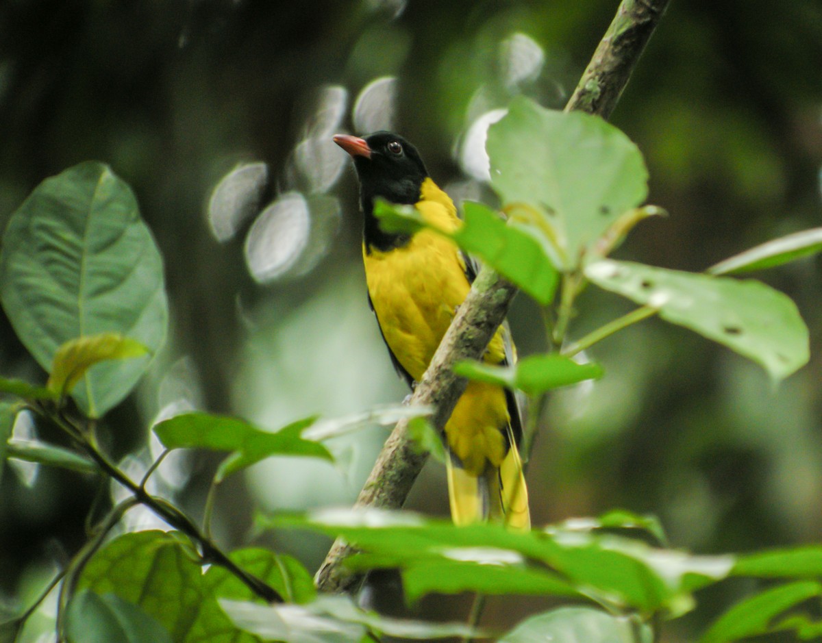 Western Black-headed Oriole - ML650125489