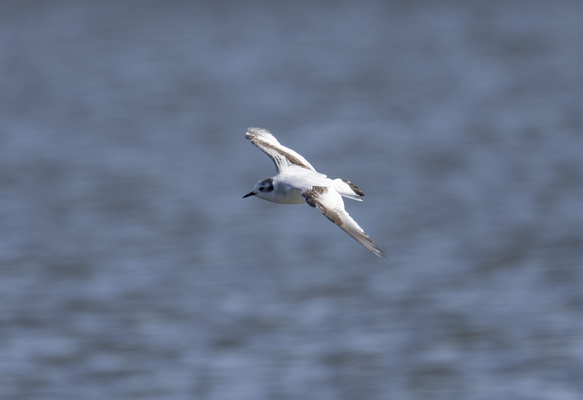 Little Gull - ML650125493