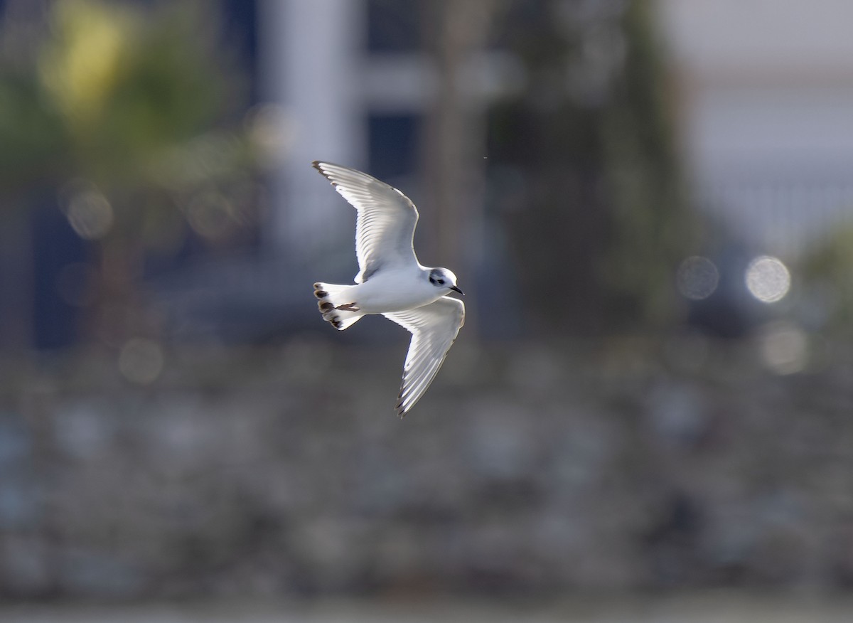 Little Gull - ML650125494