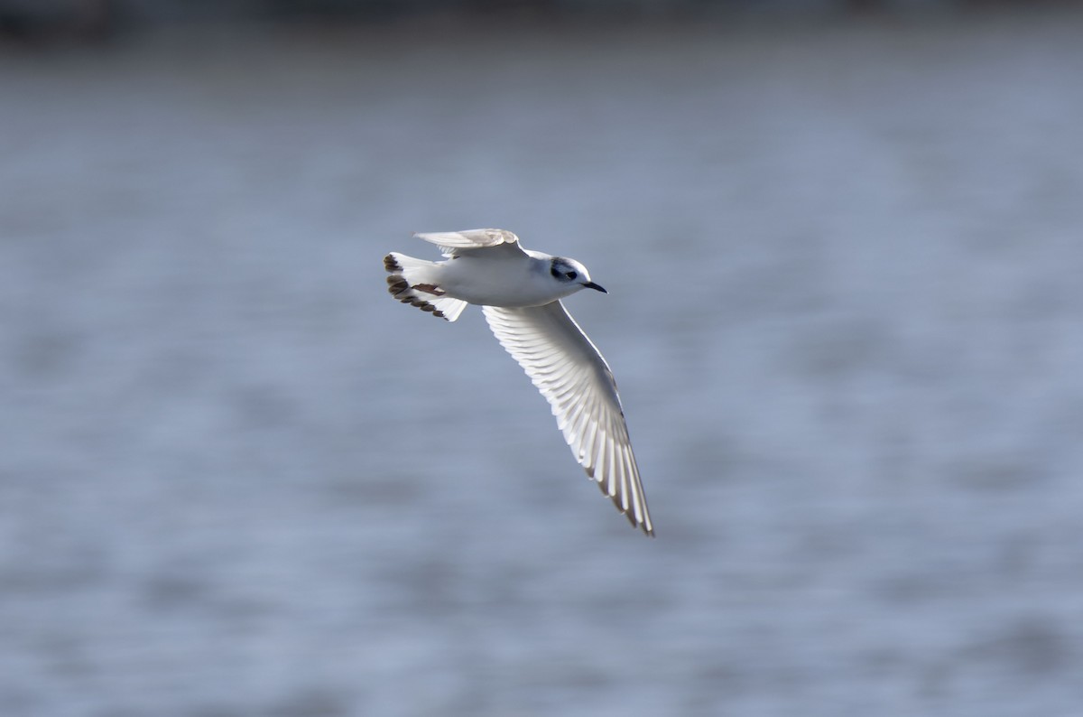 Little Gull - ML650125495
