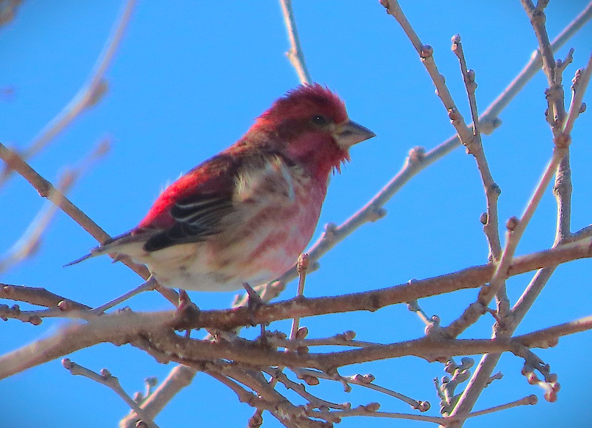 ムラサキマシコ - ML650125511