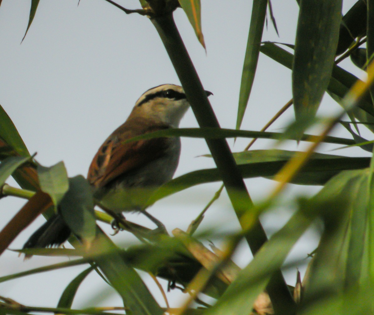 Txagra kaskanabarra - ML650125513