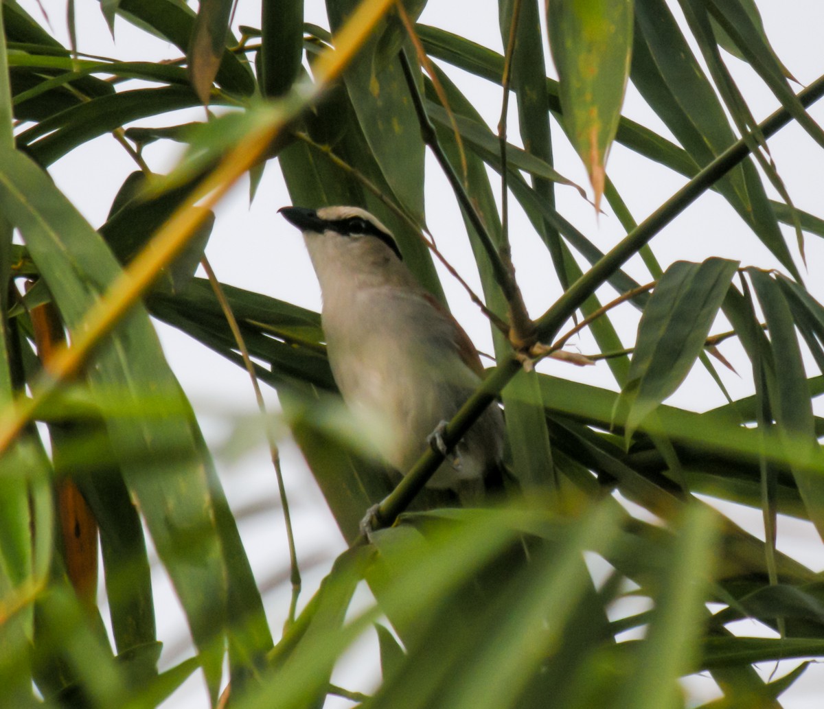 Txagra kaskanabarra - ML650125514