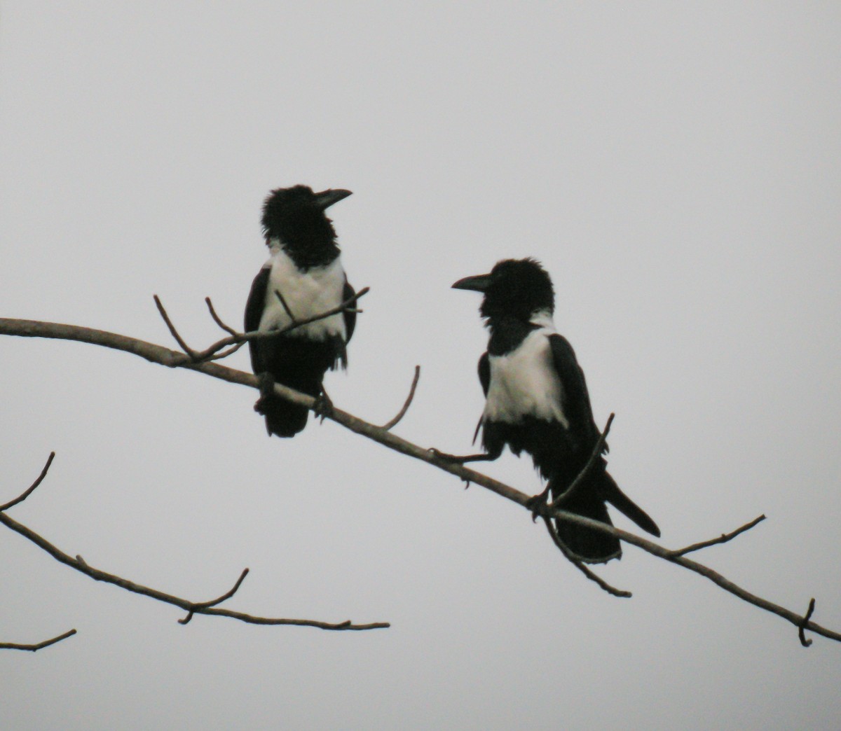 Erroi azpizuria - ML650125529