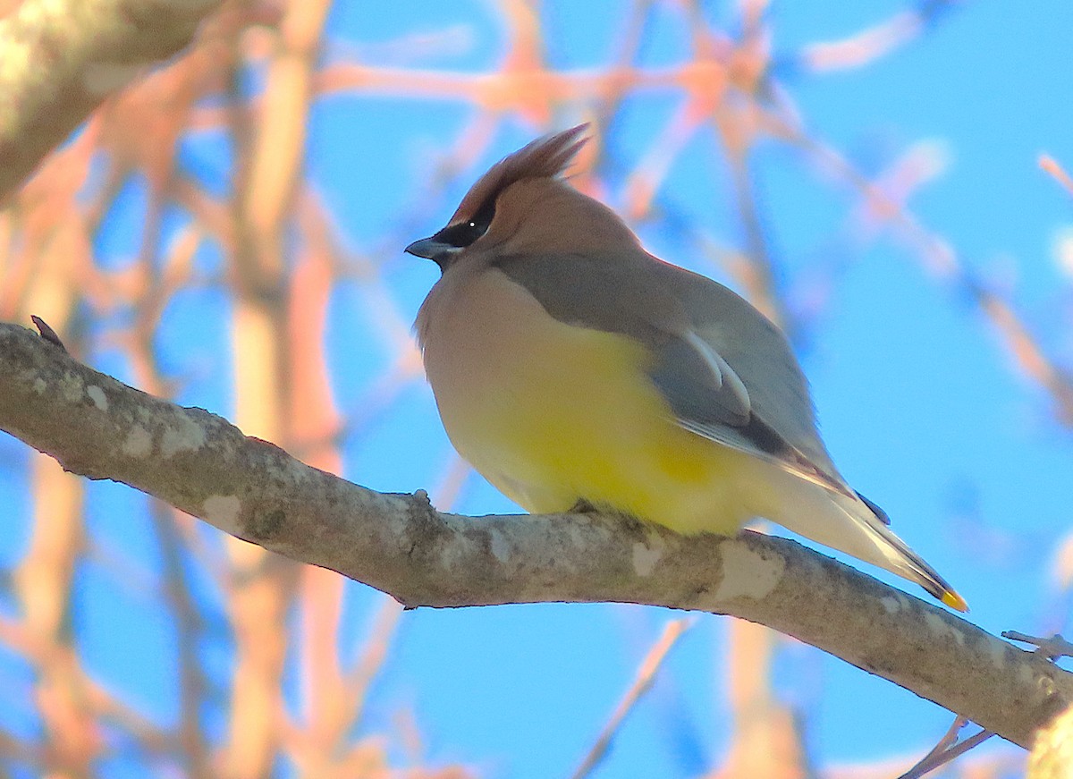 ヒメレンジャク - ML650125537