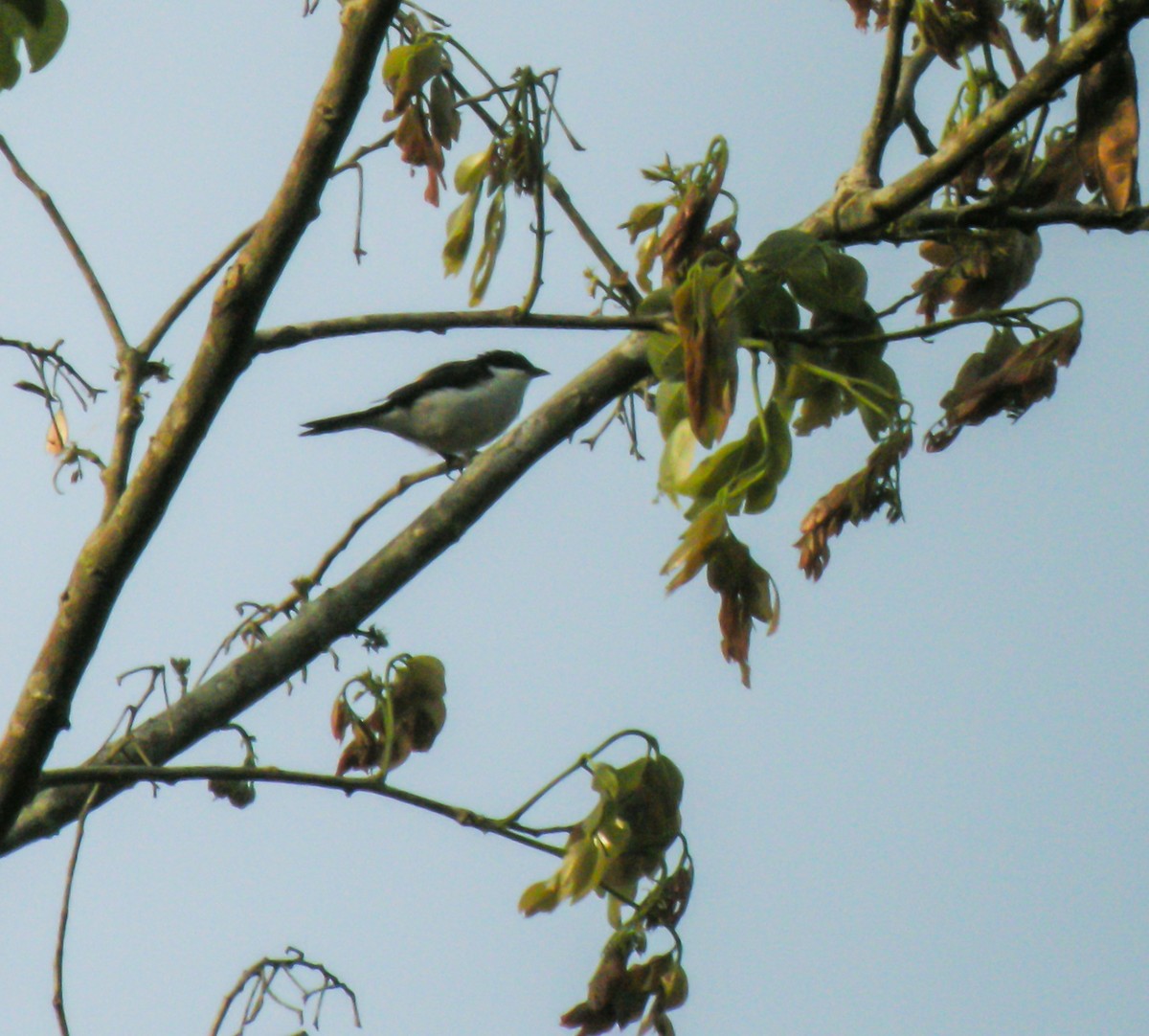 Violet-backed Hyliota - ML650125556